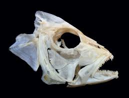 Image result for Lutjanus synagris