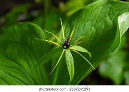 Attēlu rezultāti vaicājumam “Paris quadrifolia leaf”