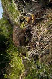 Attēlu rezultāti vaicājumam “Troglodytes troglodytes nest”