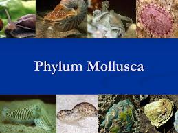 Attēlu rezultāti vaicājumam “Mollusca”