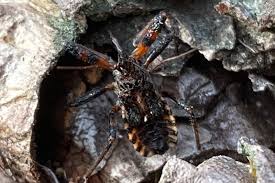 Attēlu rezultāti vaicājumam “Rhynocoris annulatus imago”