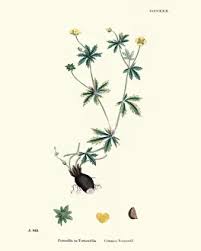 Attēlu rezultāti vaicājumam “Potentilla erecta”