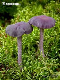 Attēlu rezultāti vaicājumam “Laccaria amethystina”