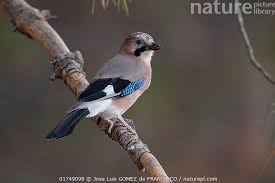 Attēlu rezultāti vaicājumam “Garrulus glandarius”