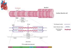 Attēlu rezultāti vaicājumam “Tetanops myopina”