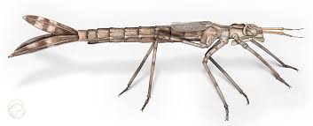 Attēlu rezultāti vaicājumam “Calopteryx splendens”