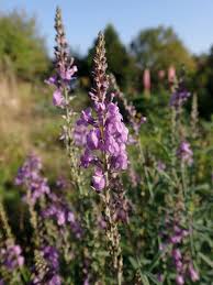 Image result for Linaria purpurea