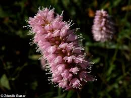 Attēlu rezultāti vaicājumam “Bistorta major leaf”