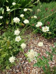 Attēlu rezultāti vaicājumam “Scabiosa ochroleuca”