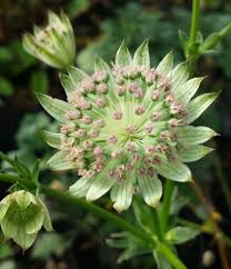 Attēlu rezultāti vaicājumam “Astrantia major leaf”