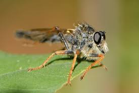 Attēlu rezultāti vaicājumam “Asilidae”