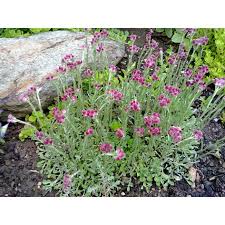 Attēlu rezultāti vaicājumam “Antennaria dioica fruit”