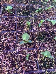 Attēlu rezultāti vaicājumam “Caltha palustris leaf”