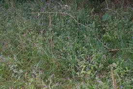 Attēlu rezultāti vaicājumam “Melampyrum nemorosum leaf”