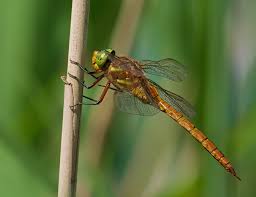 Attēlu rezultāti vaicājumam “Aeshna isoceles”