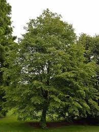 Attēlu rezultāti vaicājumam “Tilia amurensis”