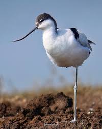 Attēlu rezultāti vaicājumam “Recurvirostra avosetta”