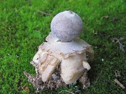 Attēlu rezultāti vaicājumam “Geastrum quadrifidum”