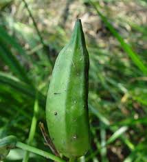 Attēlu rezultāti vaicājumam “Iris pseudacorus fruit”