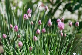 Attēlu rezultāti vaicājumam “Allium schoenoprasum bud”