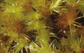 Attēlu rezultāti vaicājumam “Campylium stellatum”