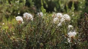 Attēlu rezultāti vaicājumam “Ledum palustre flower”
