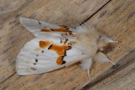 Attēlu rezultāti vaicājumam “Leucodonta bicoloria imago”