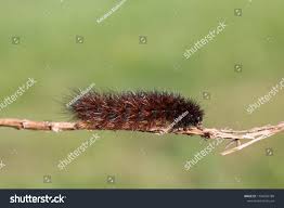 Attēlu rezultāti vaicājumam “Phragmatobia fuliginosa imago”