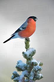 Attēlu rezultāti vaicājumam “Pyrrhula pyrrhula male”