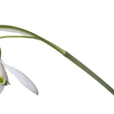 Attēlu rezultāti vaicājumam “Galanthus nivalis bud”