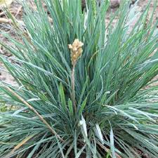 Attēlu rezultāti vaicājumam “Koeleria glauca flower”