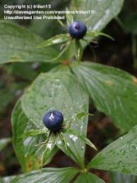 Attēlu rezultāti vaicājumam “Paris quadrifolia fruit”
