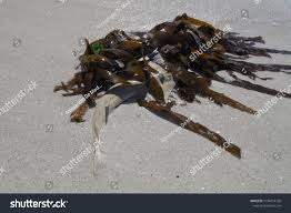 Image result for Acroteriobatus annulatus