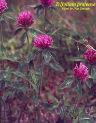 Attēlu rezultāti vaicājumam “Trifolium pratense”
