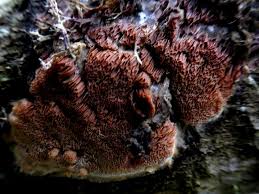 Attēlu rezultāti vaicājumam “Ceriporiopsis resinascens”