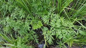 Attēlu rezultāti vaicājumam “Cicuta virosa”