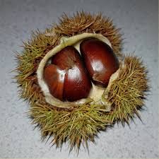 Attēlu rezultāti vaicājumam “Castanea sativa  fruit”