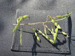 Attēlu rezultāti vaicājumam “Trichia ambigua stalked”