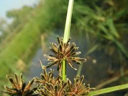 Attēlu rezultāti vaicājumam “Cyperus fuscus fruit”