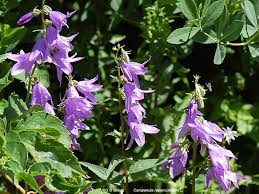 Image result for Campanula spicata