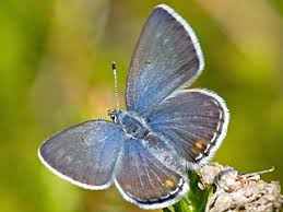 Attēlu rezultāti vaicājumam “Vacciniina optilete female”