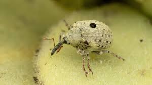 Attēlu rezultāti vaicājumam “Curculionidae”