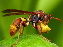 Attēlu rezultāti vaicājumam “Polistes”