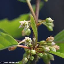 Attēlu rezultāti vaicājumam “Frangula alnus flower”