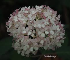 Attēlu rezultāti vaicājumam “Hydrangea arborescens subsp. discolor flower”