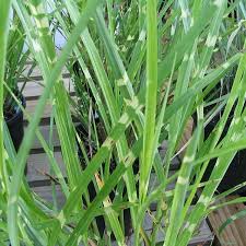 Image result for Miscanthus sinensis Zebrina