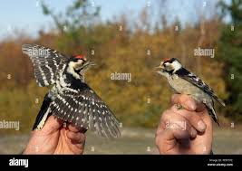 Attēlu rezultāti vaicājumam “Dendrocopos minor”