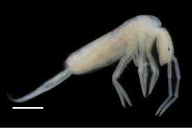 Attēlu rezultāti vaicājumam “Colloderma sp.”