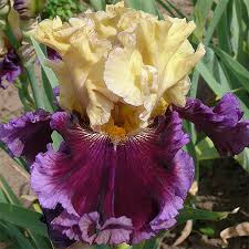 Attēlu rezultāti vaicājumam “Iris rosenbachiana”