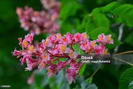 Attēlu rezultāti vaicājumam “Aesculus x hybrida flower”